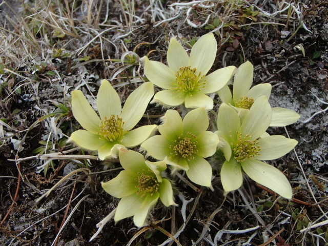 希少・絶滅危惧種】 ツクモグサ 北海道 芦別岳産 山野草 高山