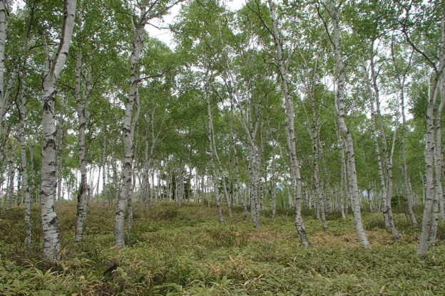 八千穂高原の白樺林 八ヶ岳自然資源研究所