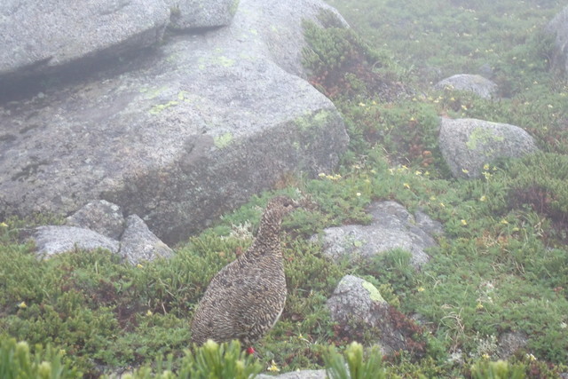 ホテイアツモリソウ: 八ヶ岳自然資源研究所