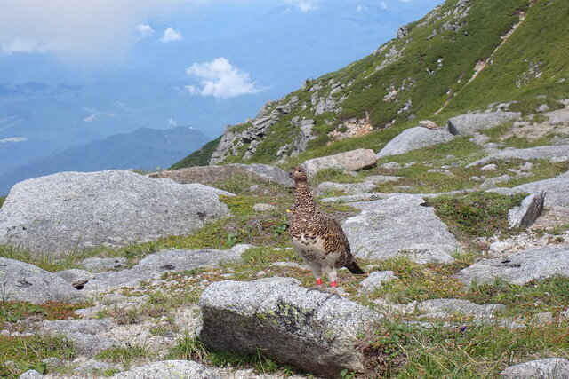 ホテイアツモリソウ: 八ヶ岳自然資源研究所