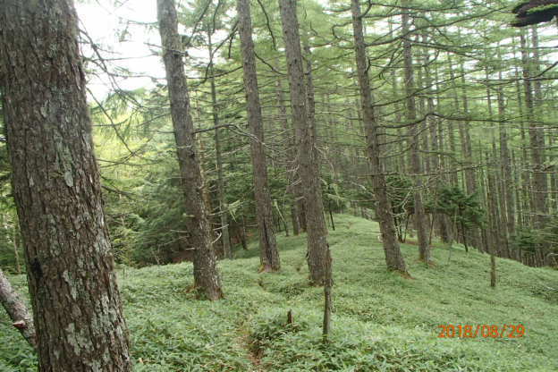 鞍掛山の天然カラマツ林: 八ヶ岳自然資源研究所